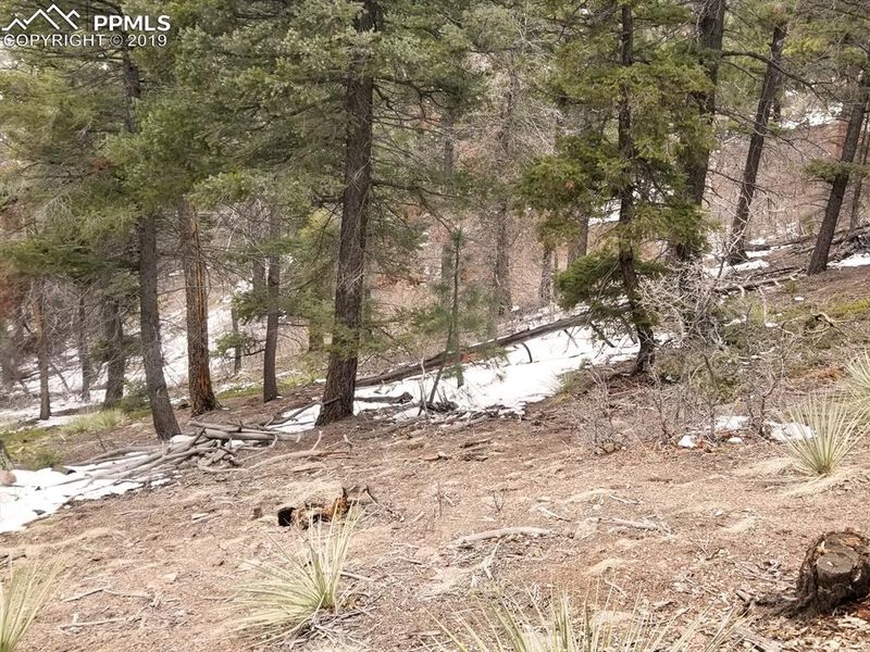 13297 Deer Ridge Way, Larkspur, CO 80118