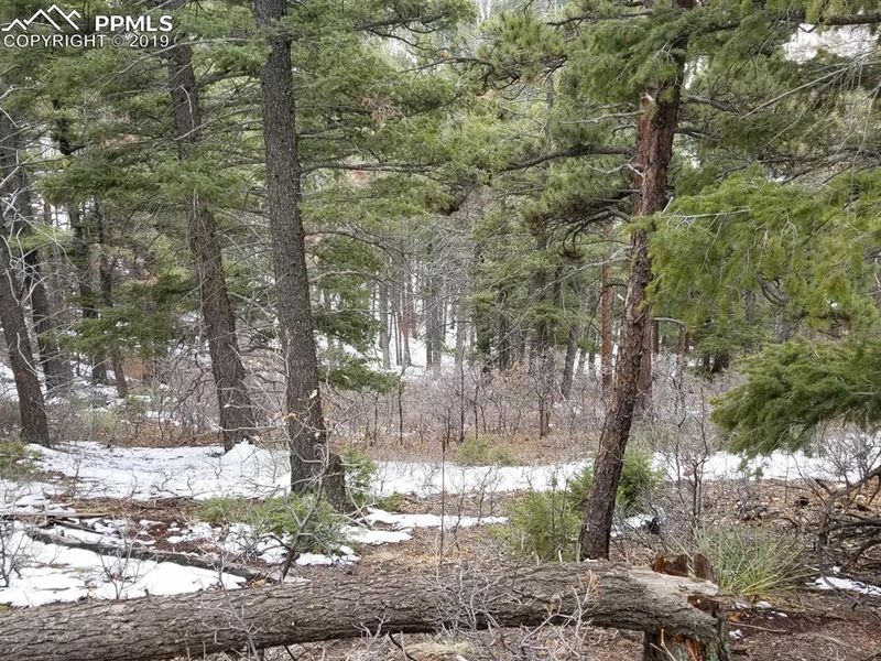 13297 Deer Ridge Way, Larkspur, CO 80118