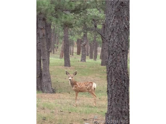 14850 Wellwood Ct, Elbert, CO 80106