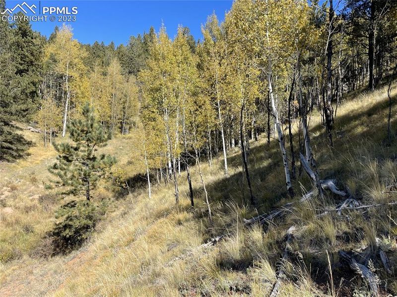 1520-156 Pikes Peak Dr, Divide, CO 80814