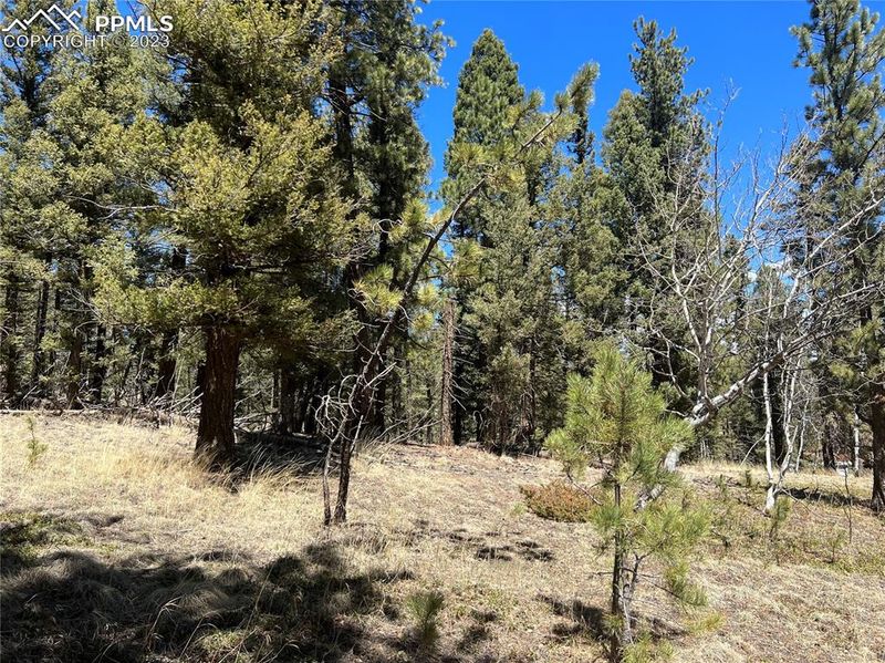 167 W Lake Dr, Divide, CO 80814