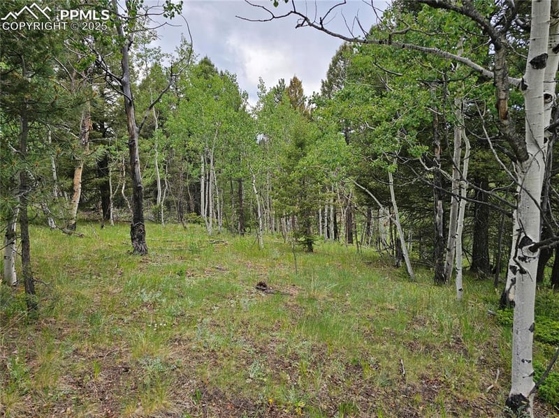 1694 County Road 512, Divide, CO 80814