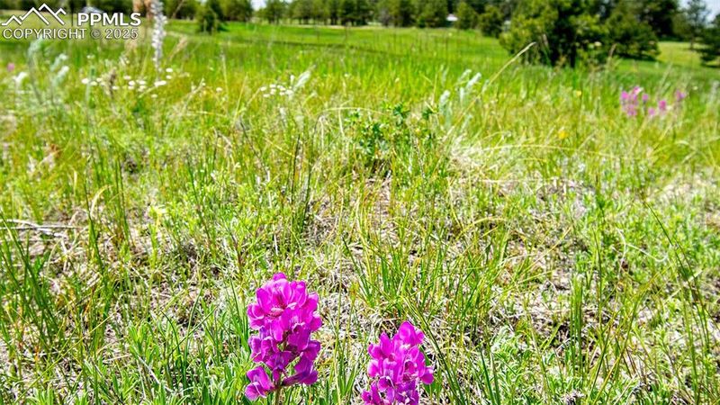 17255 Forest Green Way, Elbert, CO 80106