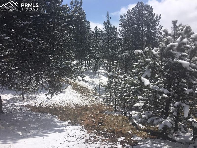 1878 Spring Creek Dr, Divide, CO 80814