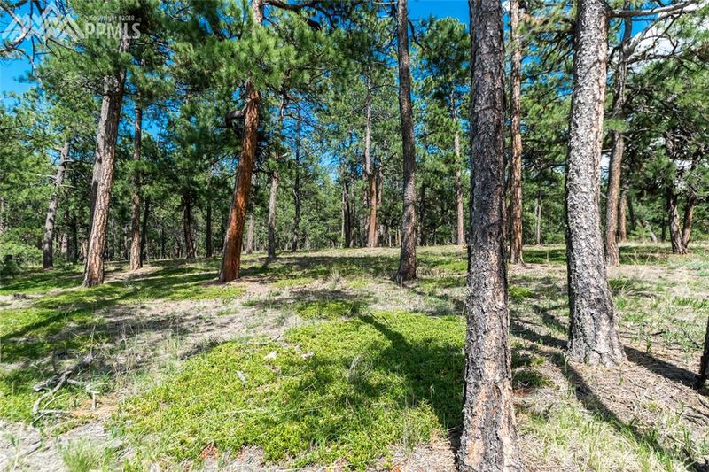 19324 Hilltop Pines Pa, Monument, CO 80132