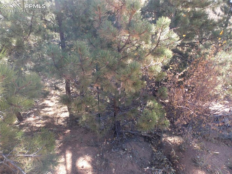 1944 May Queen Dr, Cripple Creek, CO 80813