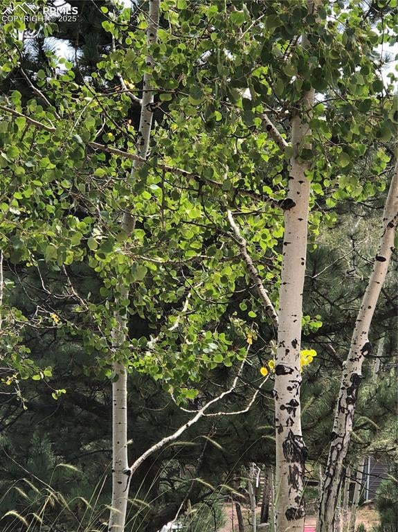 195 Osoeola Rd, Woodland Park, CO 80863