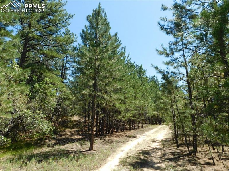 1989 Spring Beauty Ln, Larkspur, CO 80118