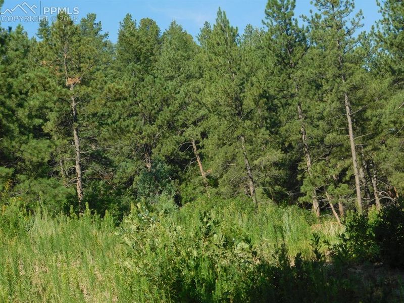 1993 Avenida Del Sol Ave, Castle Rock, CO 80104