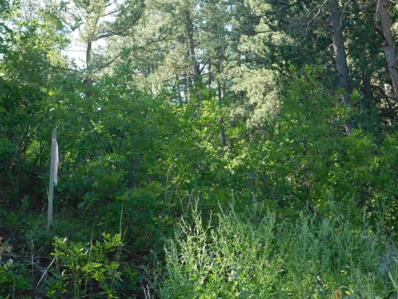 1993 Avenida Del Sol Ave, Castle Rock, CO 80104