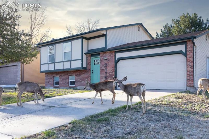 2116 Silent Rain Dr, Colorado Springs, CO 80919