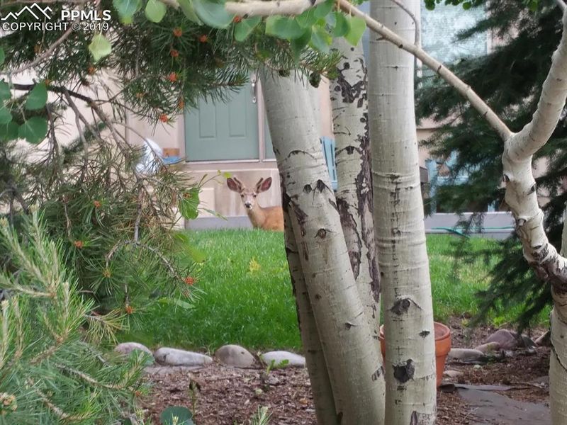 2840 Coldwater Dr, Colorado Springs, CO 80919