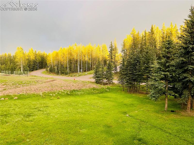 303 Pinaceae Hts, Divide, CO 80814