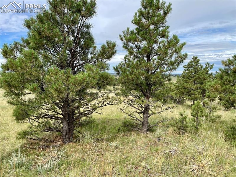 31963 Cattle Cir, Ramah, CO 80832