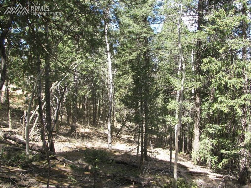 3244 Blue Mesa Dr, Divide, CO 80814