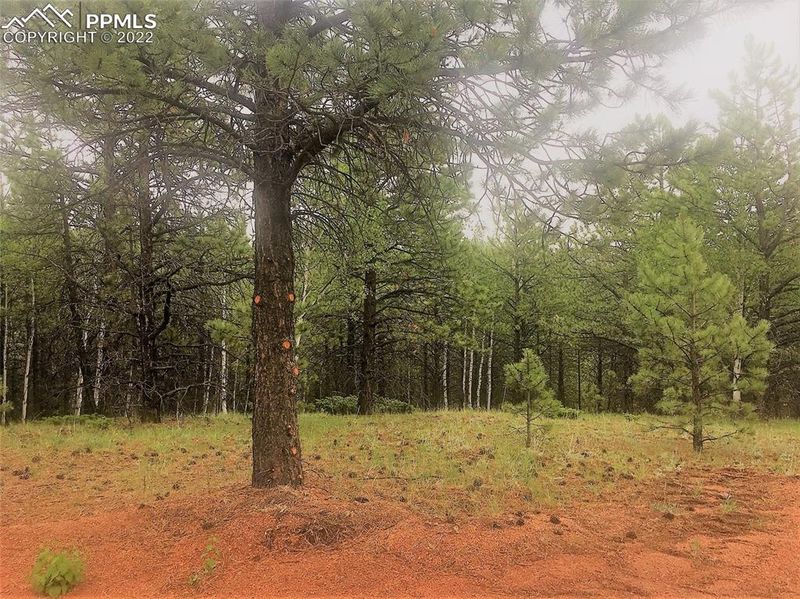 36 Miller Creek Rd, Divide, CO 80814