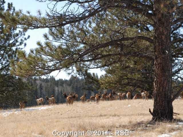373 Pinaceae Hts, Divide, CO 80814