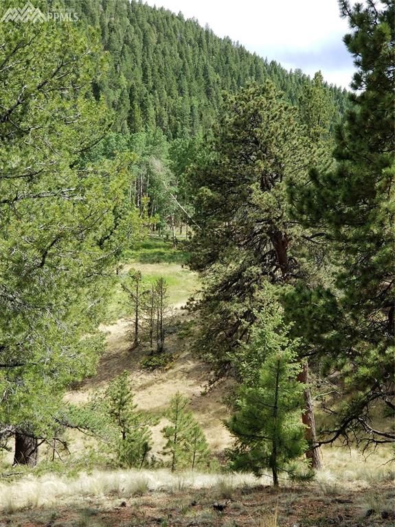 3800 N Elk Rg, Divide, CO 80814