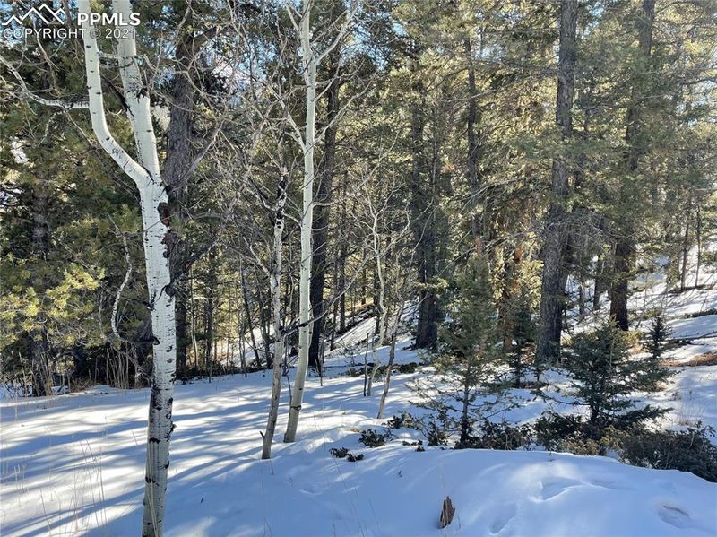 391 Sportsmans Ln, Divide, CO 80814