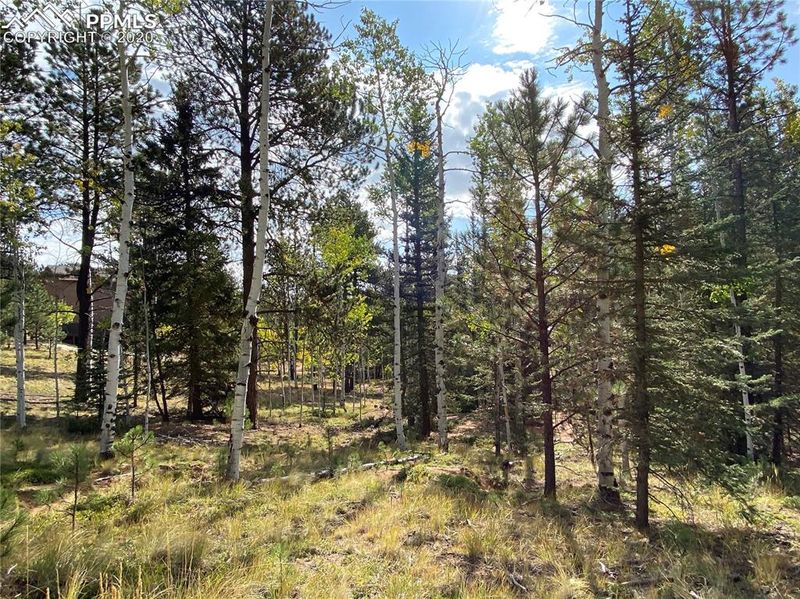 4058 Omer Ln, Divide, CO 80814