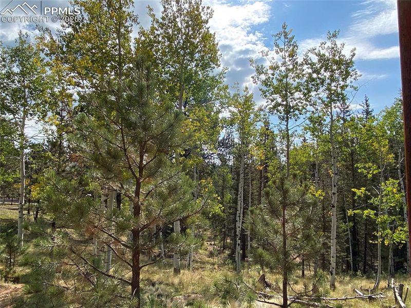 4058 Omer Ln, Divide, CO 80814