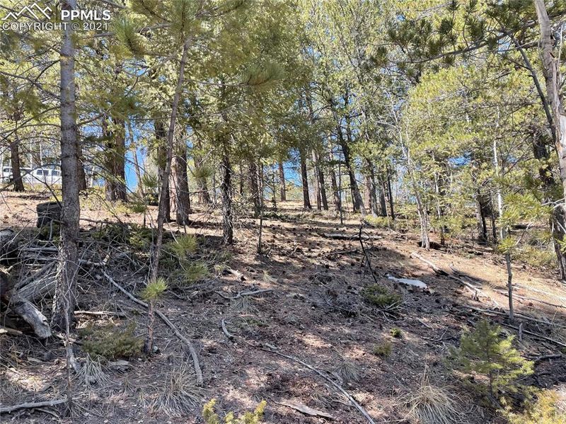 444 Timber Ridge Dr, Divide, CO 80814