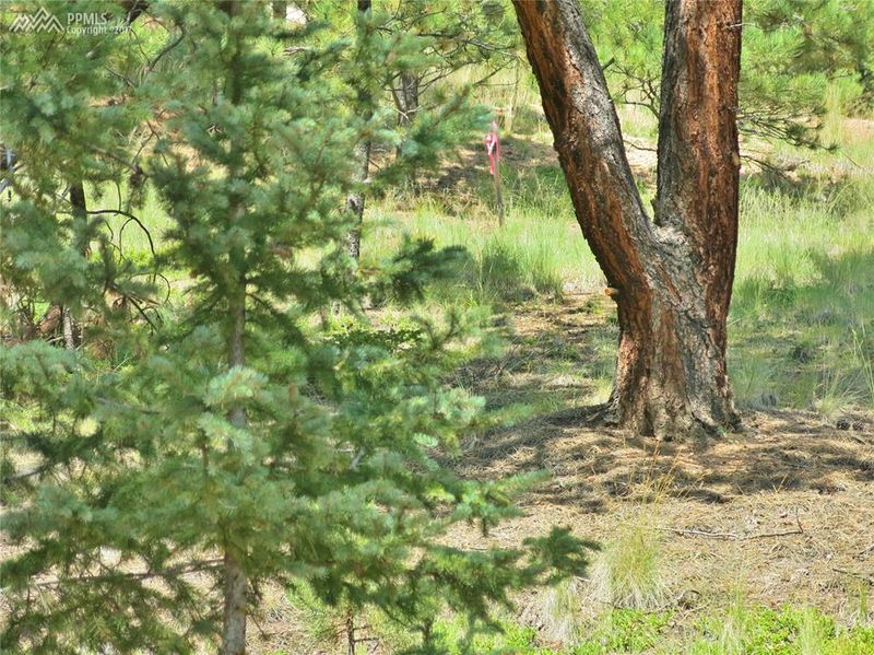 448 Woodrock Way, Divide, CO 80814