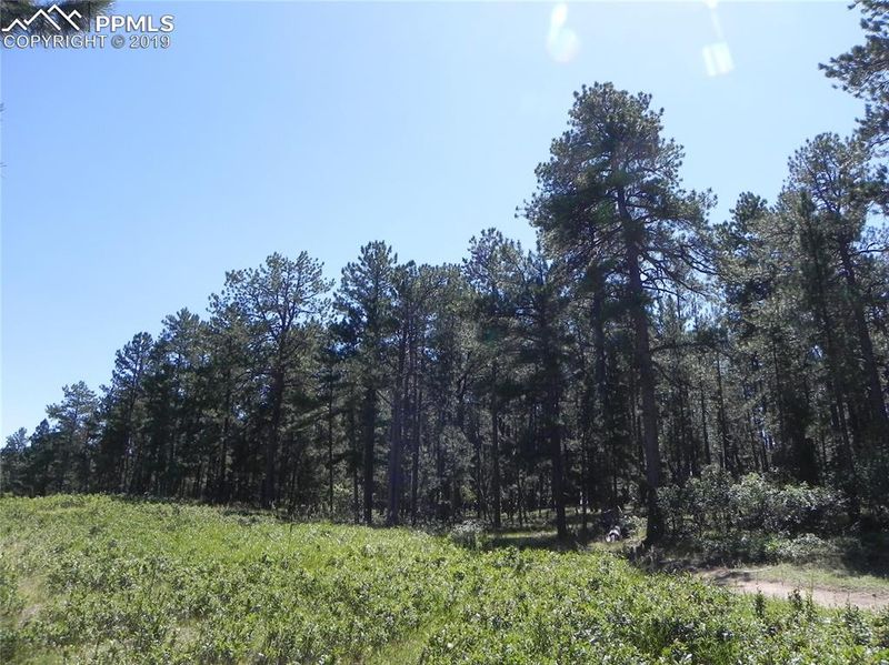 4536 Cheyenne Dr, Larkspur, CO 80118