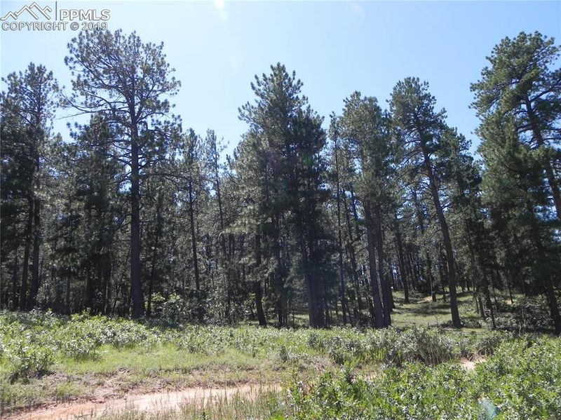4536 Cheyenne Dr, Larkspur, CO 80118