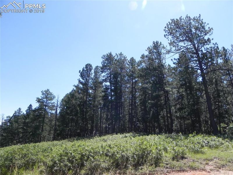 4536 Cheyenne Dr, Larkspur, CO 80118