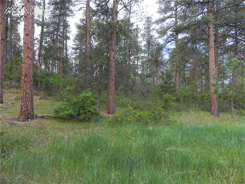 4668 Shoshone Dr, Larkspur, CO 80118