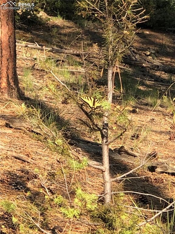 469 Echo Lake Dr, Lake George, CO 80827