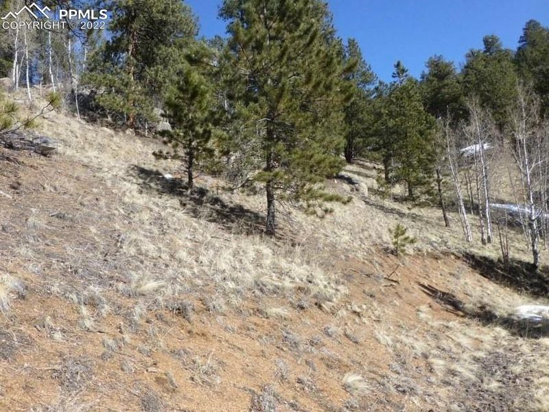 491 Oil Creek Dr, Divide, CO 80814