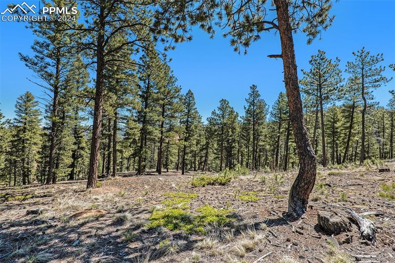 492 Nichole Grv, Woodland Park, CO 80863