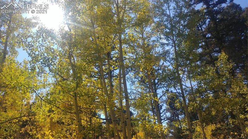 551 Sir Richard Dr, Divide, CO 80814