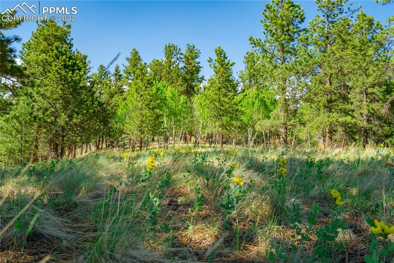 57 Beaver Lake Cir, Divide, CO 80814