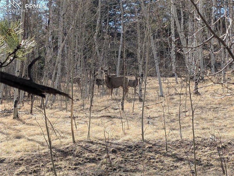 585 Eagle Rock Rd, Florissant, CO 80816