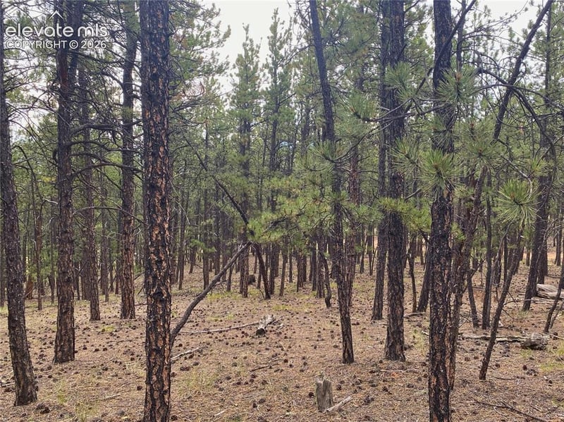 60 Pickens Rd, Florissant, CO 80816