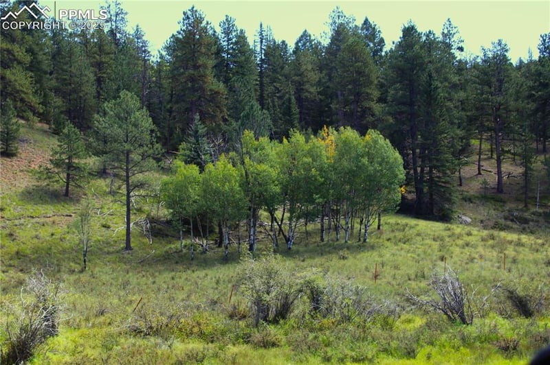 6500 County Road 5, Divide, CO 80814