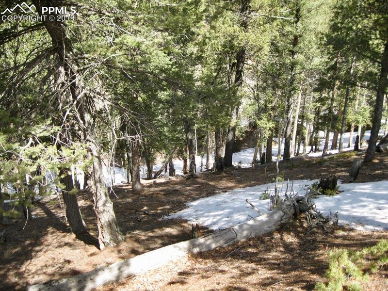 659 Paradiso Rd, Divide, CO 80814
