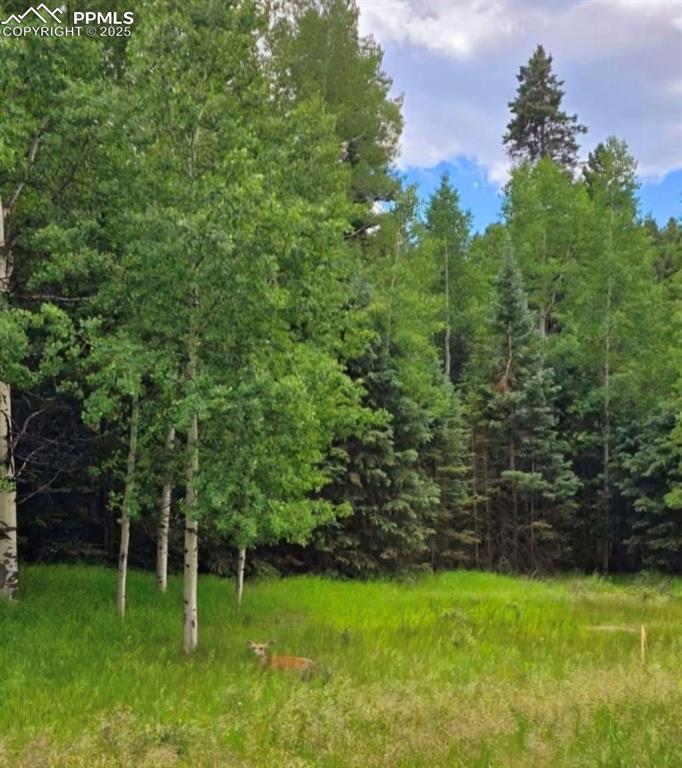 662 Spring Valley Ln, Florissant, CO 80816
