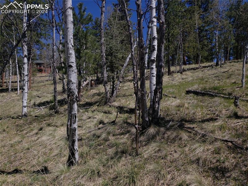 69 Lake Cir, Divide, CO 80814