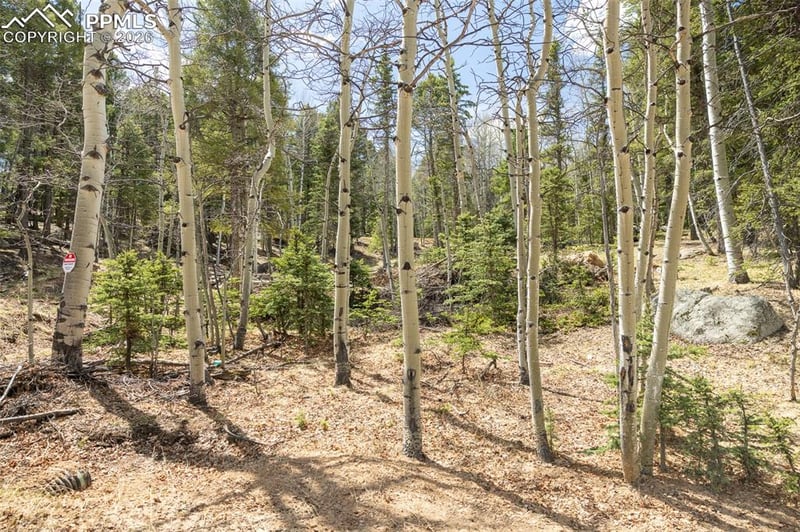 714 Will Stutley Dr, Divide, CO 80814