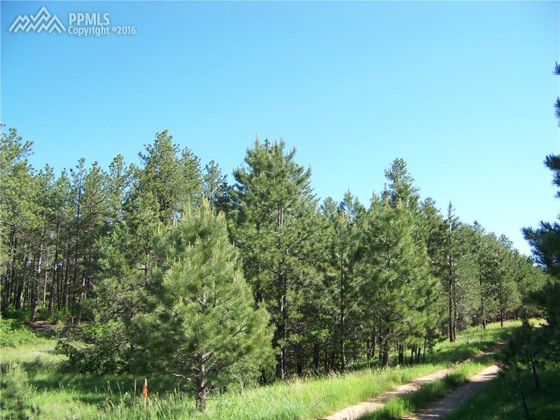 7181 Independence Ct, Larkspur, CO 80118