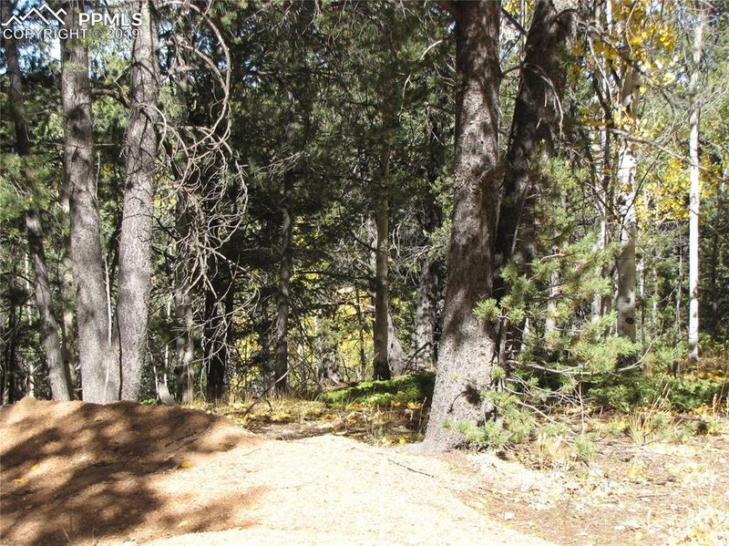 741 Timber Ridge Rd, Divide, CO 80814