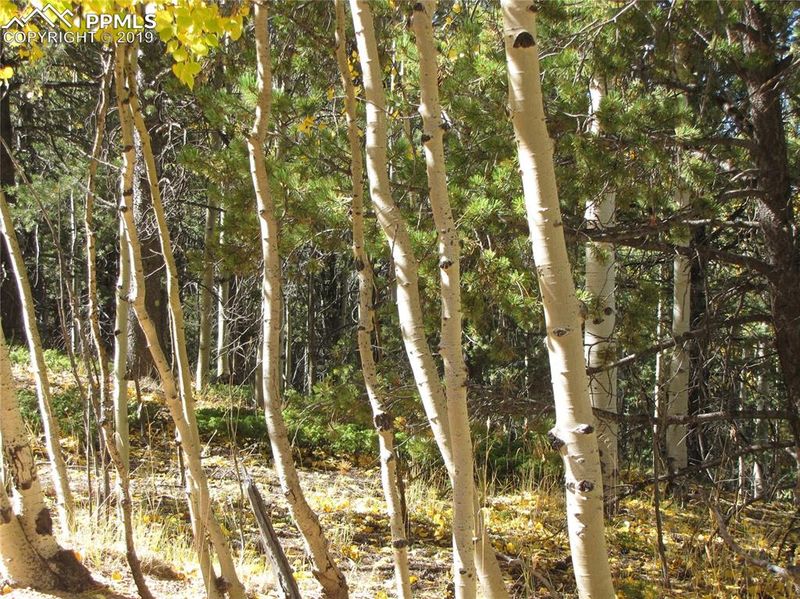 741 Timber Ridge Rd, Divide, CO 80814