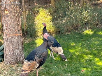 7630 Delmonico Dr, Colorado Springs, CO 80919