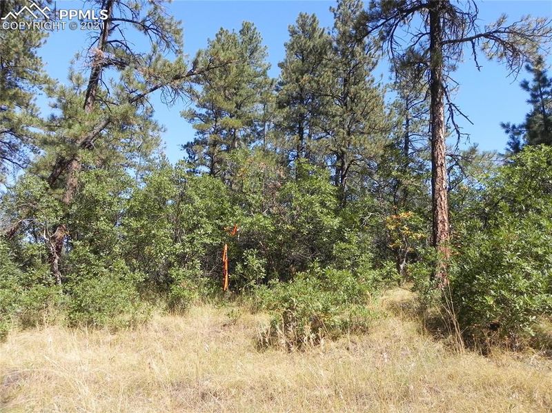 8140 Bannock Dr, Larkspur, CO 80118