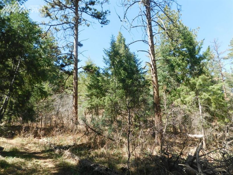 8181 Acoma Dr, Larkspur, CO 80118