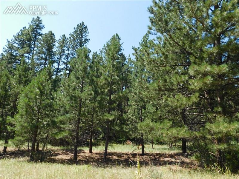 8203 Bannock Dr, Larkspur, CO 80118